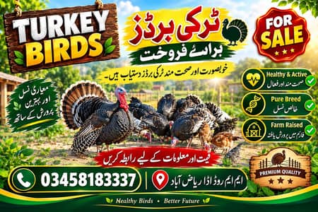 Turkey birds for sale