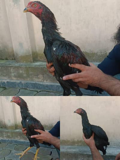 Aseel breed