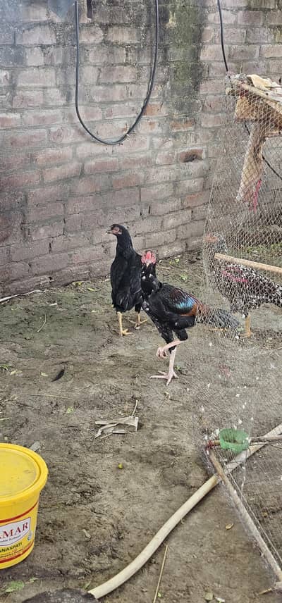 Muraga aur Murgi