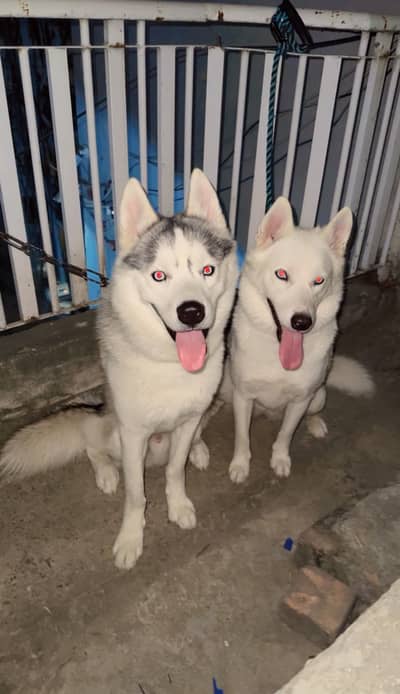 (Pair) Pure Siberian huskies