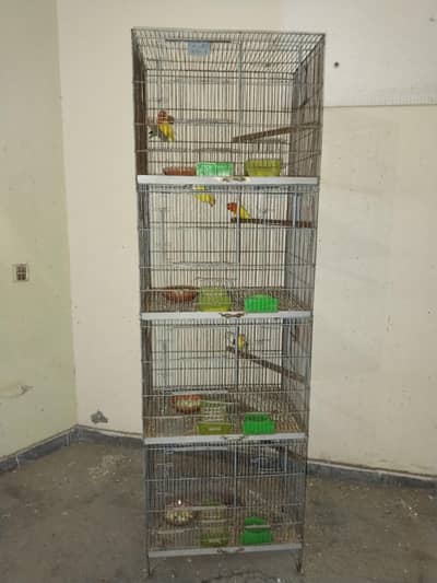 love birds top quality breeder  pairs cocktail breeder pair