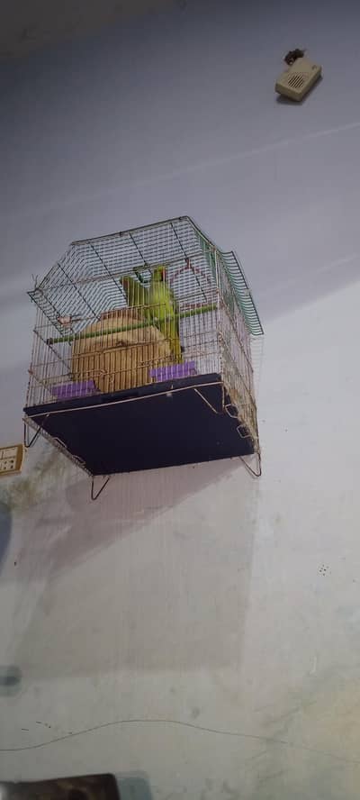 pair parrots for sale