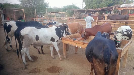8 Animals lot for Sale