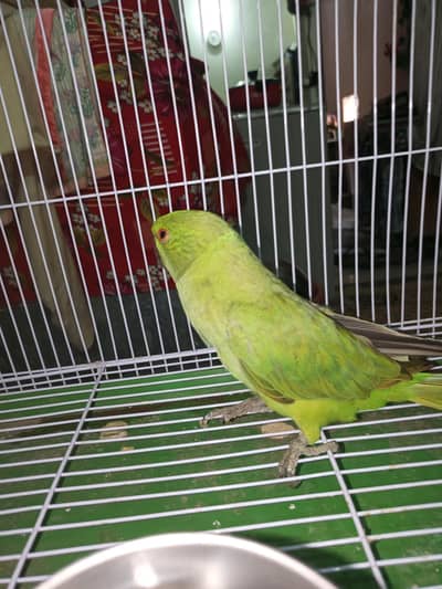 green ring nek 03278004435