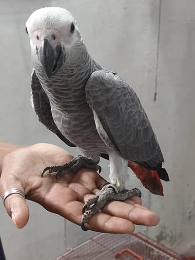 GREY parrot TAME START Talking CONGO SIZE