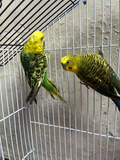 black wing breeder pair female exhi blackwing