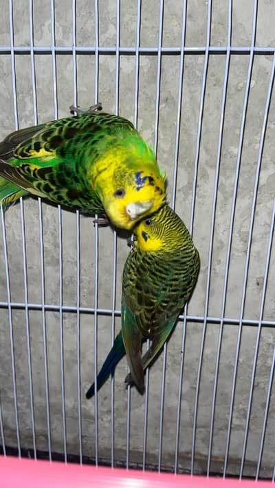 black wing breeder pair female exhi blackwing