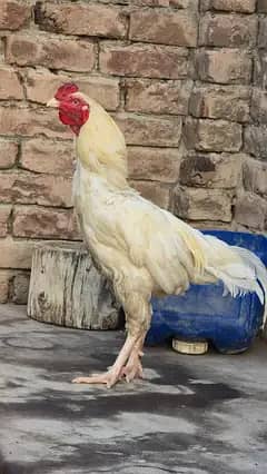 Aseel Chicken Birds – 3 Healthy Birds with Homemade Wooden Coop