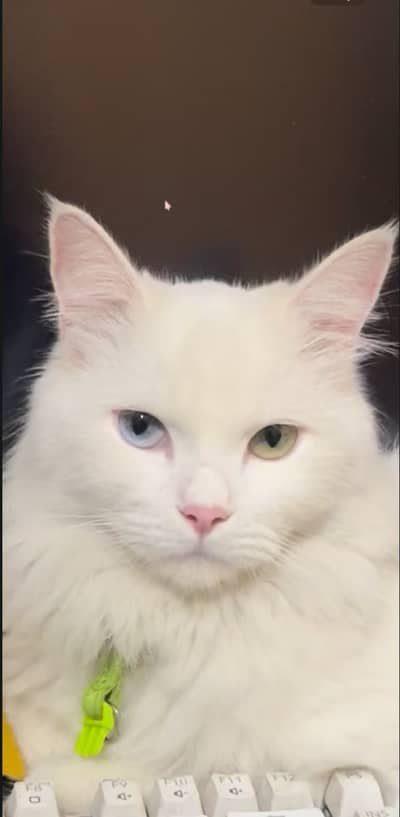 18 months old Persian male Cat | Neutered & Vaccinated