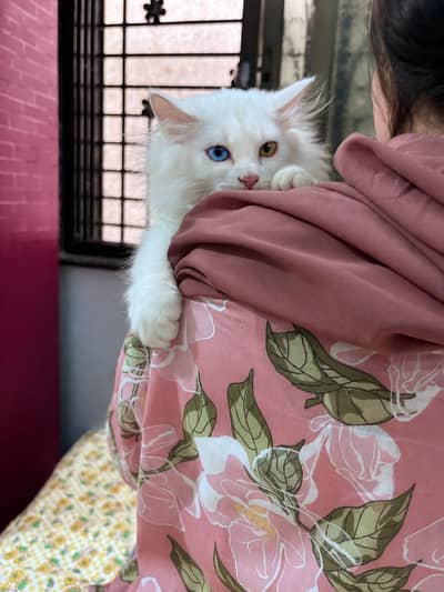 Beautiful Fluffy long hair+odd eye's Cat for Sale