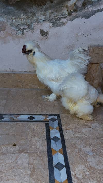 Young Breader pair Silkie