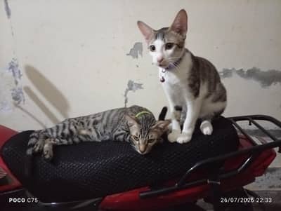 kittens for sale