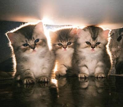 pure Persian beautiful kittens age 25 day 3 gray kittens and One white