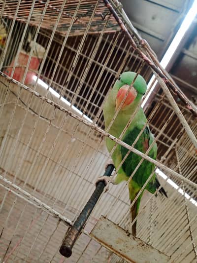 Raw parrot for sale