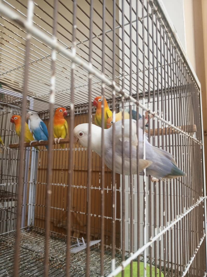 ready for breed 1