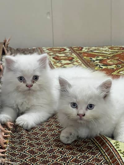 White Persian kitten pair