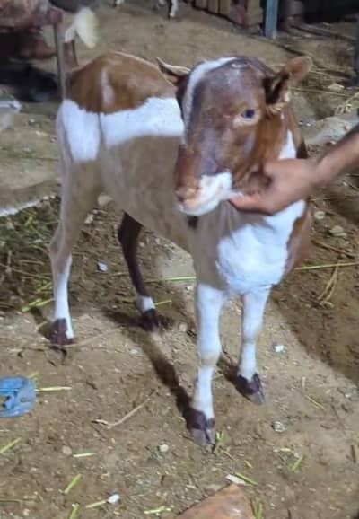 barbari male full healthy and active