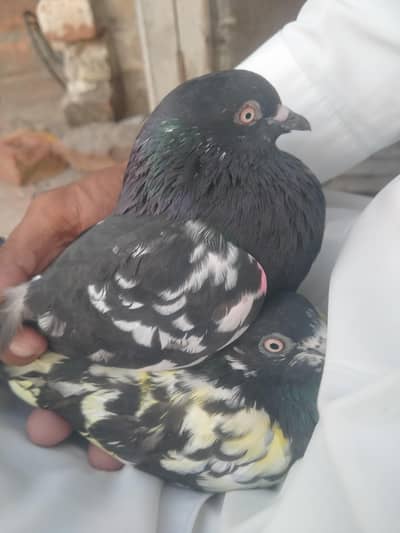 Mashallah Breeder Pair forsale and 3 extra females available