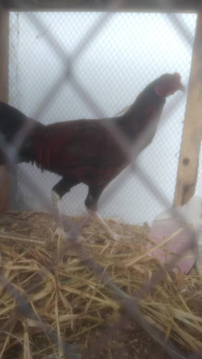 Urgent Sale - Aseel Rooster