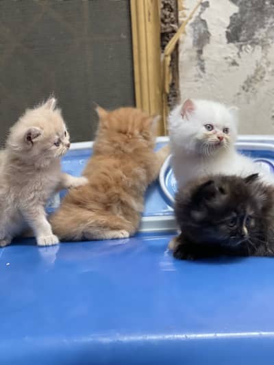 persian best kittens