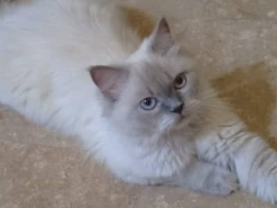 white Persian cat
