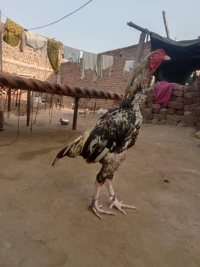 Jawa aseel for sale sargodha