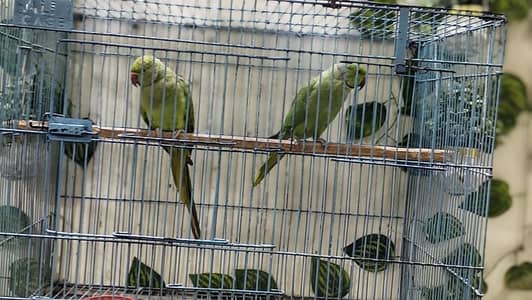 Parrot Pair For Sale