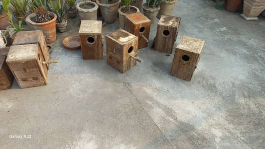 Cockatiel Ful Size wooden egg box