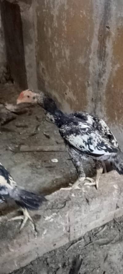 aseel chicks jora