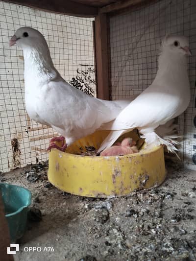 white qasid male sentinet female