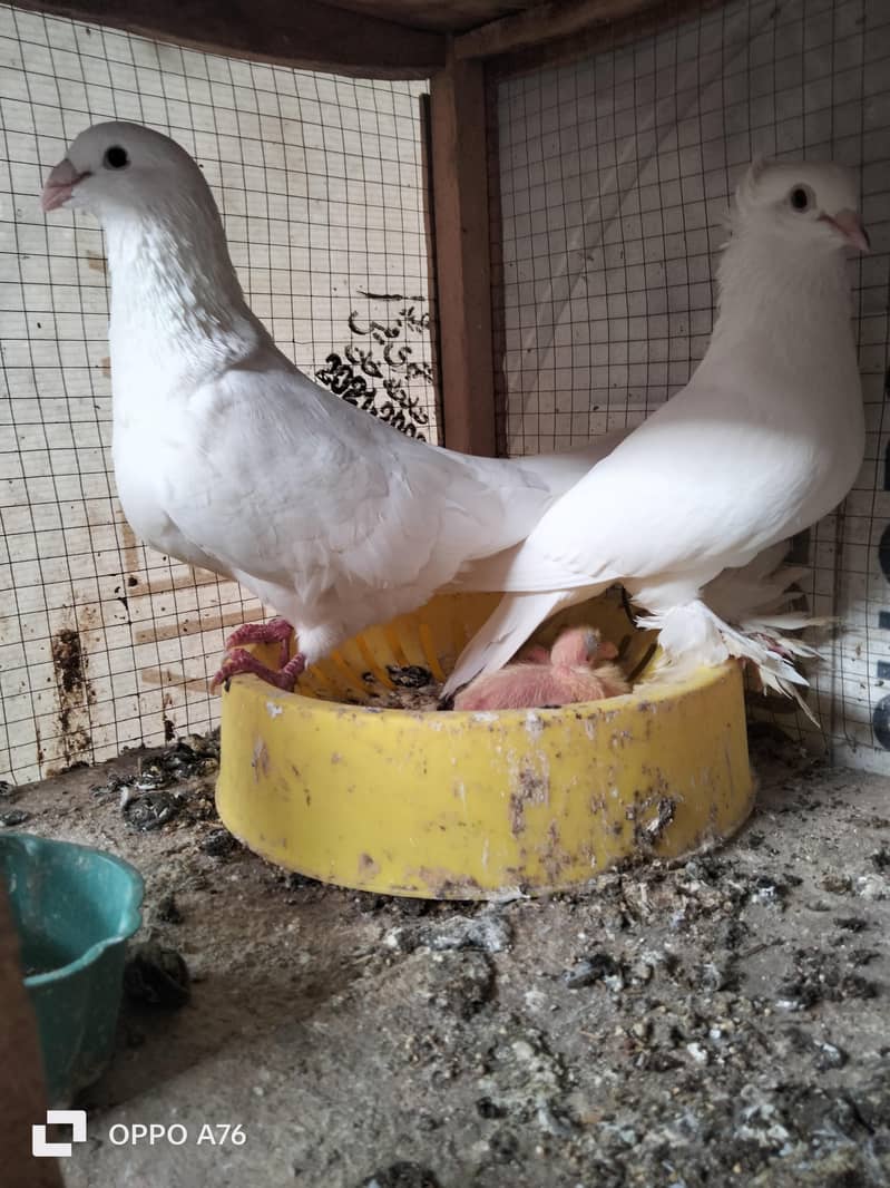 white qasid male sentinet female 0