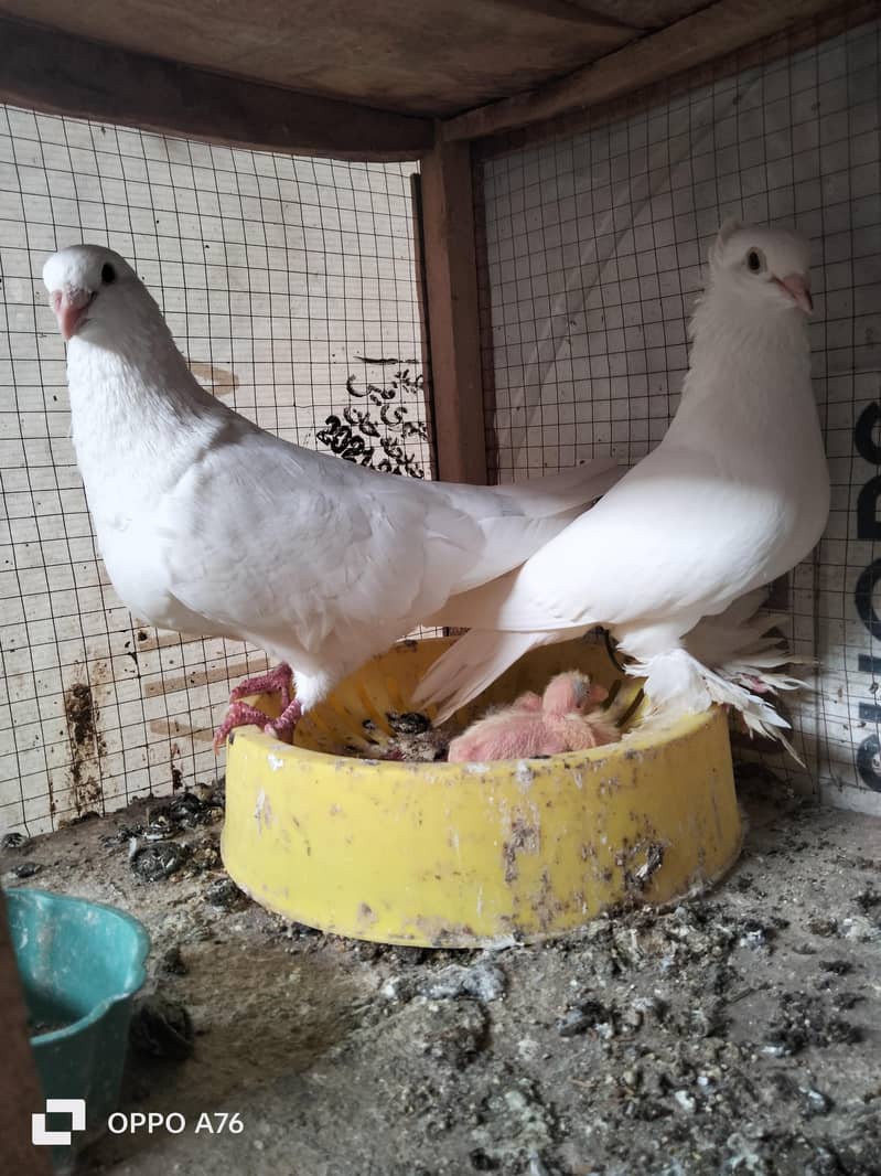 white qasid male sentinet female 1