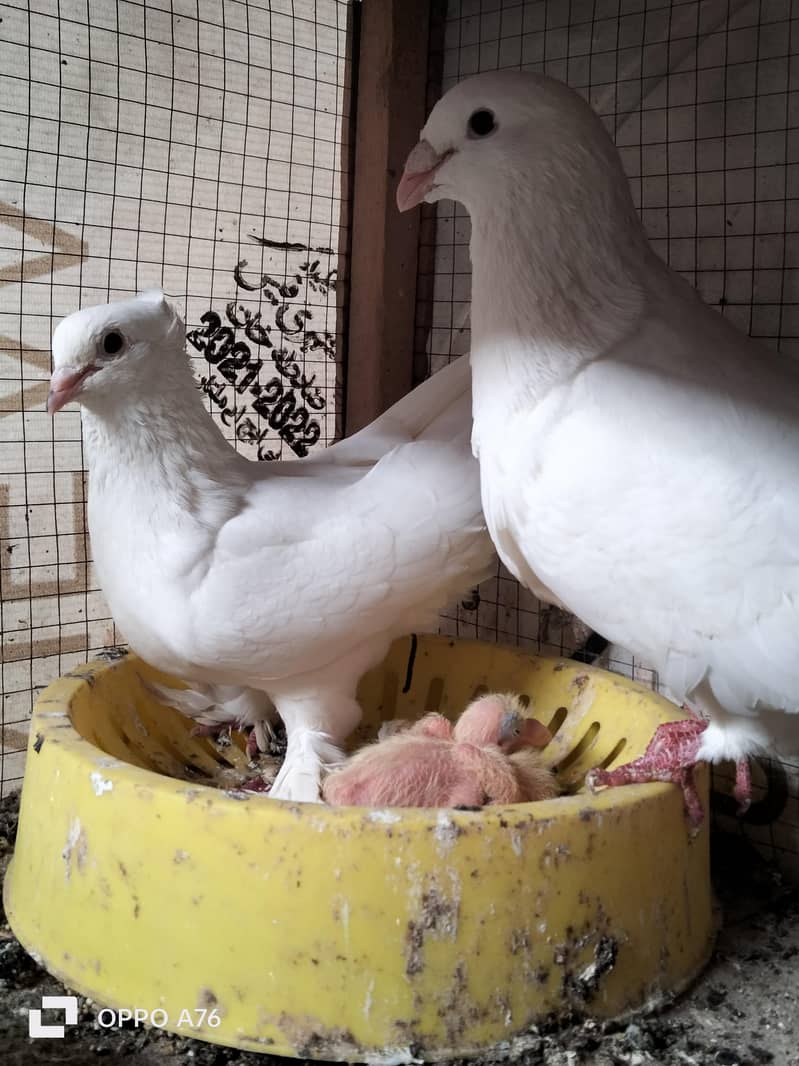 white qasid male sentinet female 2