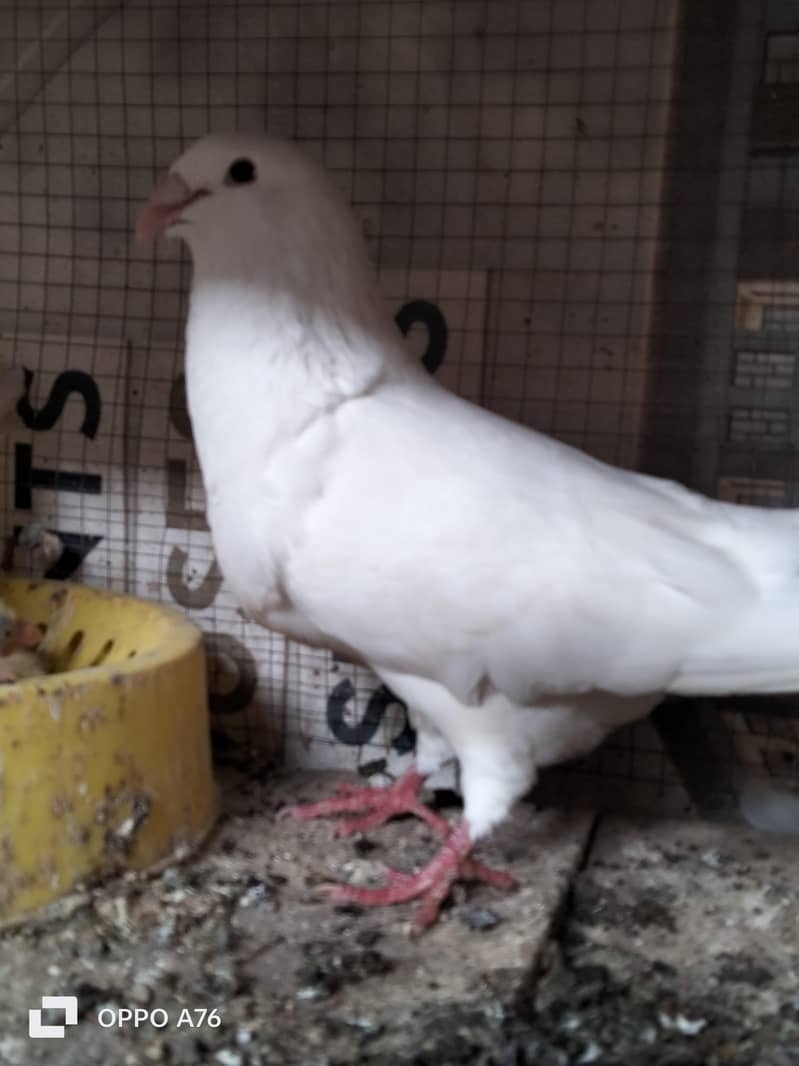 white qasid male sentinet female 3