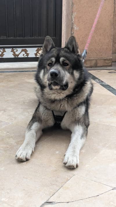 American Akita x Siberian Husky Male for Stud