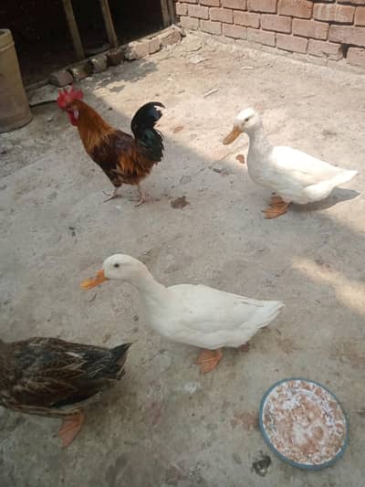 6 ducks for sale