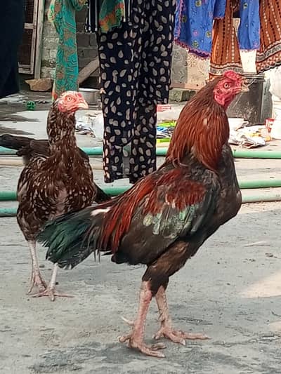 aseel pairs for sale