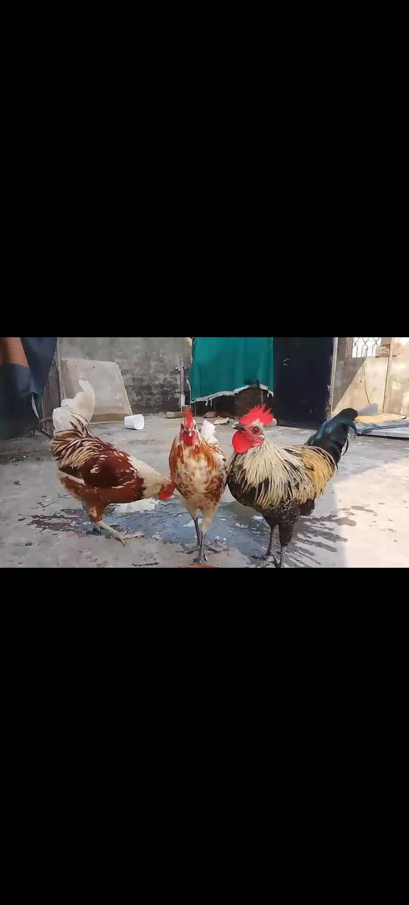 desi murgh 0
