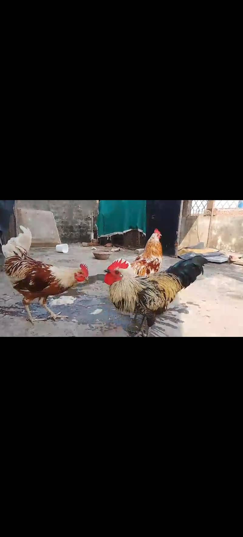 desi murgh 1