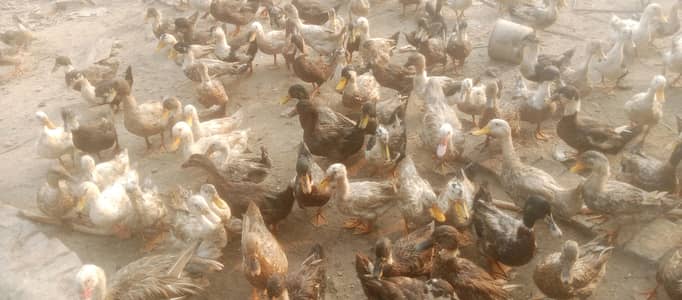 jabbar duck farm