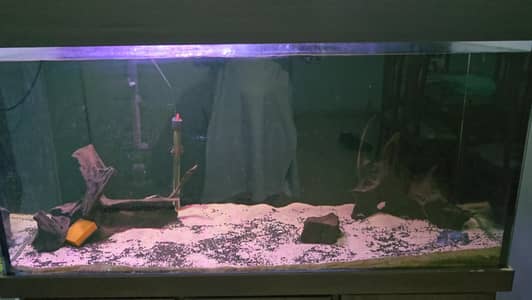 4 Feet Aquarium 12mm Glass with Large Canister Filter and Bogwood