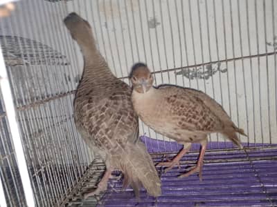IRANI BREADER PAIR FOR IN CHAKWAL 13K FINAL
