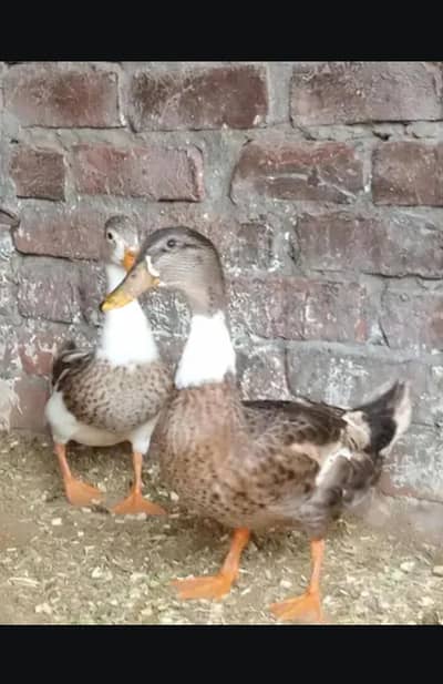 duck.