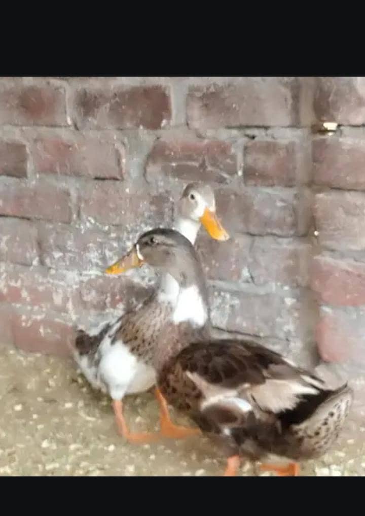 duck. 1