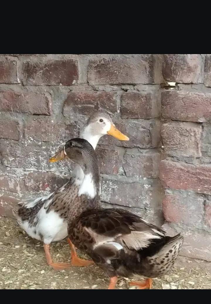 duck. 2