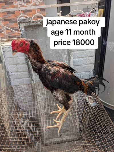 aseel |Thai |burmi| turkish hint| penas pakoya |lasani |imported aseel