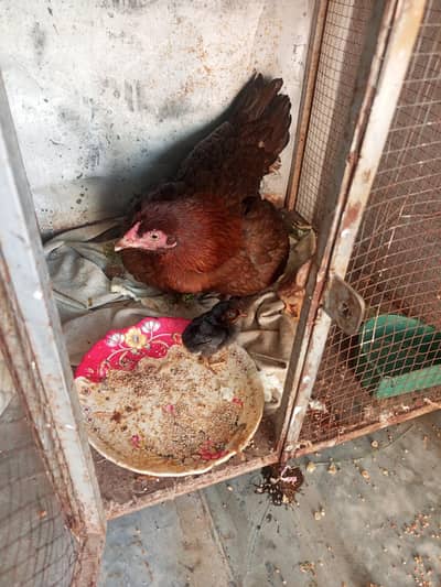 aseel hen with 3 chiks