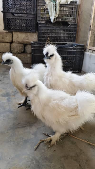 silkie trio