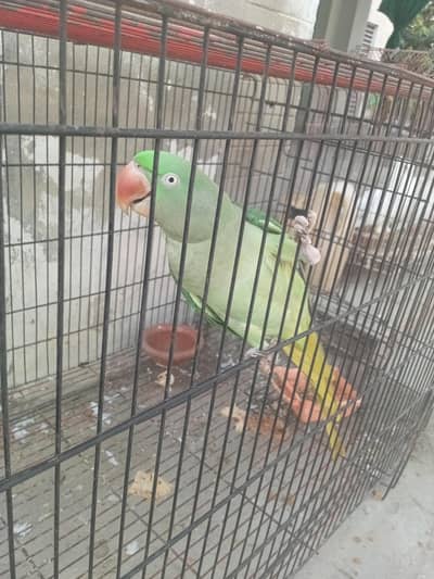 3 year old kashmeri female for sale