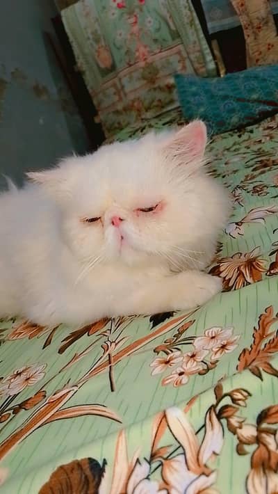 male cat adult  sale ky leay ha jis ko chiya  wo msg kary